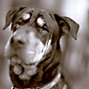 Boscoe Shadix